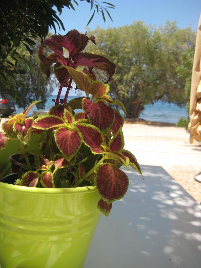 Vikos Apartment Paralia Irion